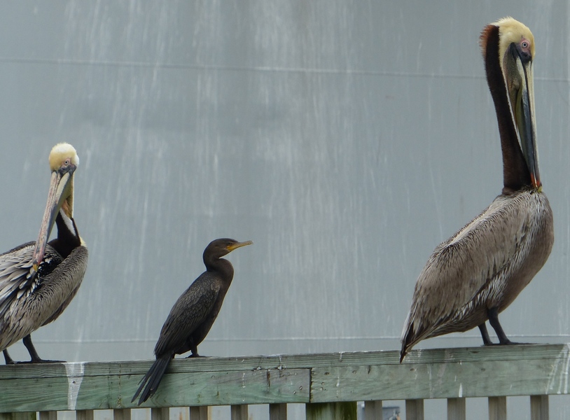 Neotropic Cormorant